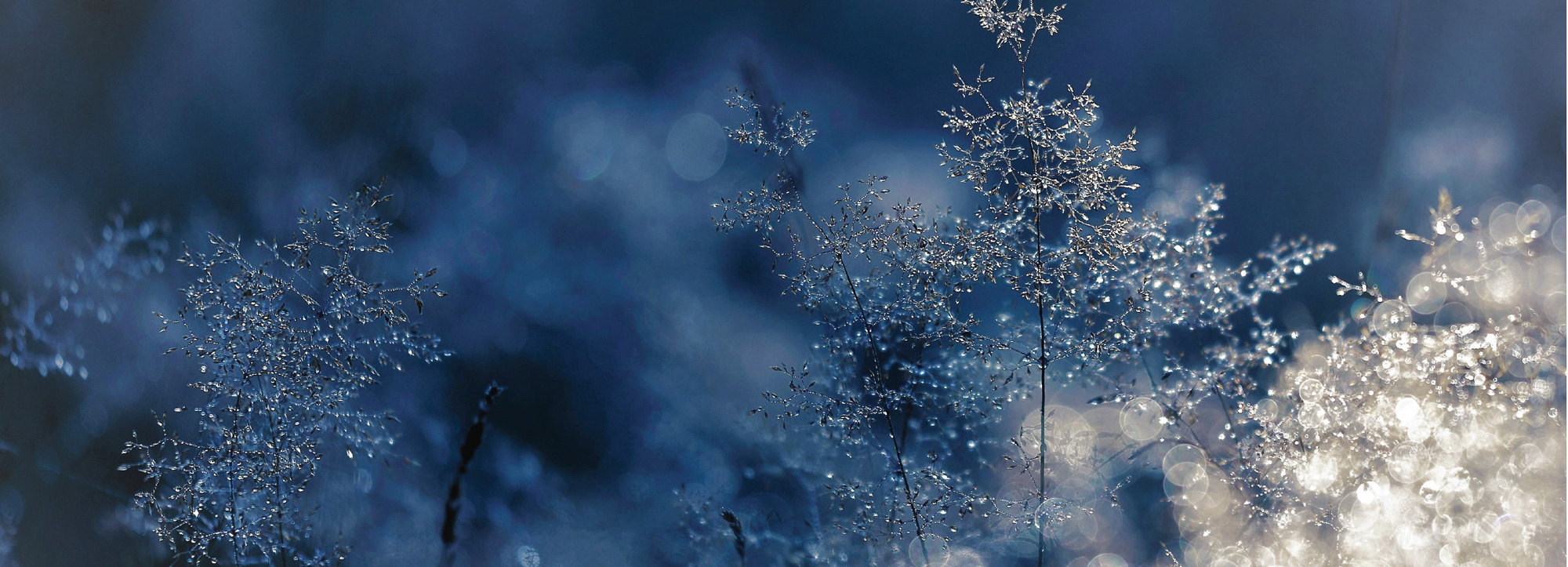 Seasonice_Contact-Us-01